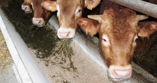 Avec 834000 têtes, les abattages de mâles de 8 à 24 mois ont reculé de 5,2 % en 2019 par rapport à 2018. CP : DR Avec 834000 têtes, les abattages de mâles de 8 à 24 mois ont reculé de 5,2 % en 2019 par rapport à 2018. CP : DR