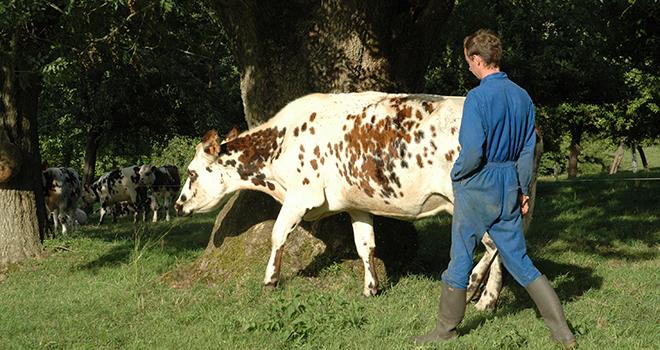 En Normandie, la part de quotas laitiers redistribués à de jeunes éleveurs atteint 27%. Crédit photo : H. Sauvage/Pixel Image