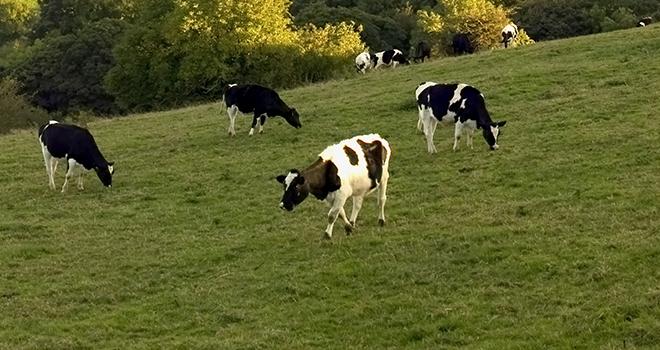 L’interprofession Interbev soutient le Planet Score. ¢david hughes/Adobe Stock