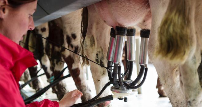 Les prix du lait biologique devraient se maintenir. CP : L.Page/Cniel