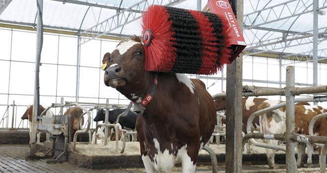 Des brosses pour que vos animaux ne soient pas de mauvais poil. © Lely