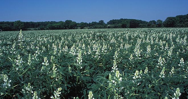 Le lupin blanc est le lupin le plus intéressant pour l'éleveur. Photo Weber/Inra