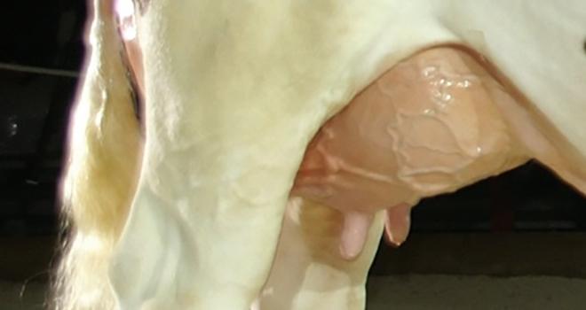 Dans quelques mois, les taureaux montbéliards seront indexés sur le critère du trayon surnuméraire. © A. Coronel/Terroir Est