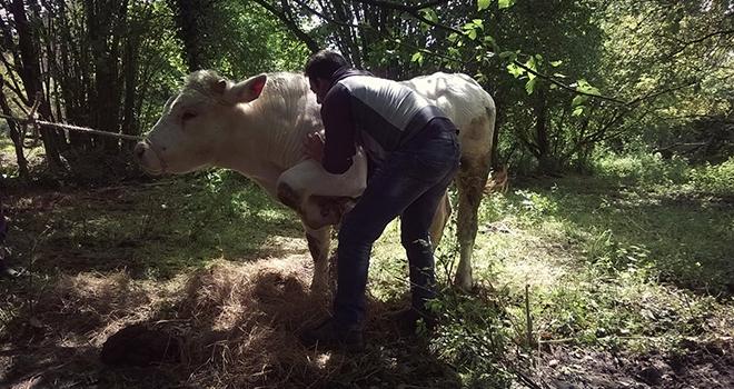 Yohan Guérin, ostéopathe animalier estime que les éleveurs sont de plus en plus ouverts à cette pratique.