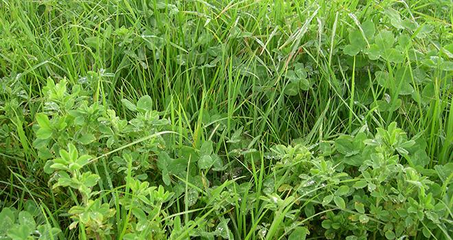 Les semences fourragères en mélange représente 20% du total des ventes. Photo: Pelletier-Arvalis