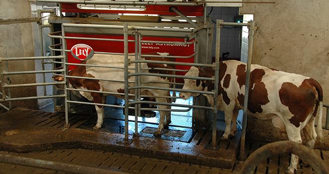 Si le robot de traite apporte du confort de travail, la contrainte devient mentale face à l’abondance de données. 