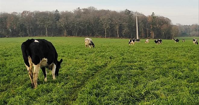 Les vaches taries et les génisses pleines pâturent tout l'hiver. © Dominique Luherne