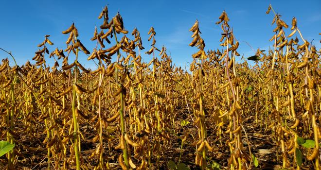 Du soja dans le Grand Est : c’est possible ! © Aurore Baillet/Terres Inovia Du soja dans le Grand Est : c’est possible ! © Aurore Baillet/Terres Inovia