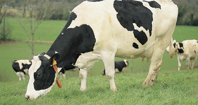 Depuis 2000, le cheptel breton s’est réduit de 10%, tandis que les livraisons de lait se sont accrues de 8%. 