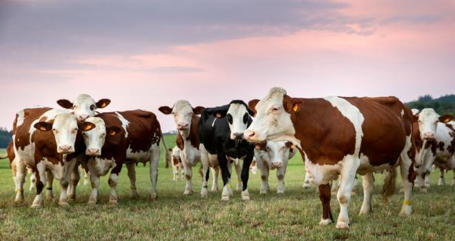 L’avenir semble contrasté pour le lait bio. © S. Richard/Cniel