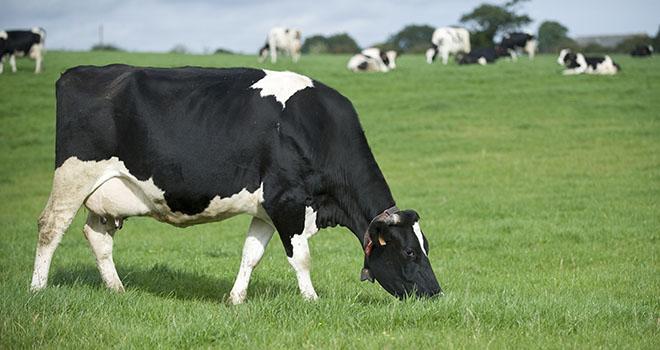 Le secteur bio est plus dynamique que jamais, grâce à la conversion plus qu’à l’installation. Photo : C. HELSLY, CNIEL Le secteur bio est plus dynamique que jamais, grâce à la conversion plus qu’à l’installation. Photo : C. HELSLY, CNIEL