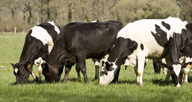 En 2017, le prix moyen du lait payé aux associés coopérateurs, toutes qualités et toutes primes comprises, est supérieur de 6 euros/1000 litres au prix moyen payé en France, selon Coop de France Métiers du Lait. CNIEL