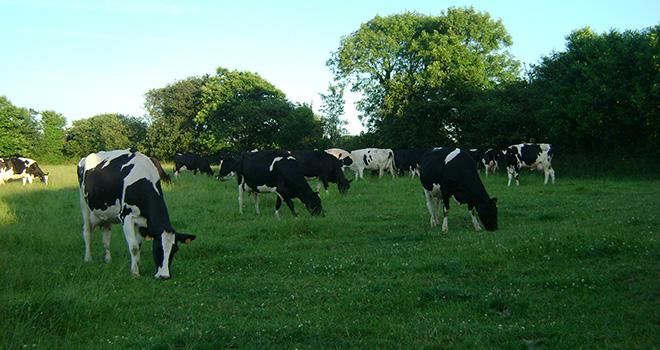 La conversion en bio entraîne une modification profonde des équilibres : un recul de la production laitière, une baisse des rendements des cultures, une hausse de la surface fourragère. Photo : V Brocard