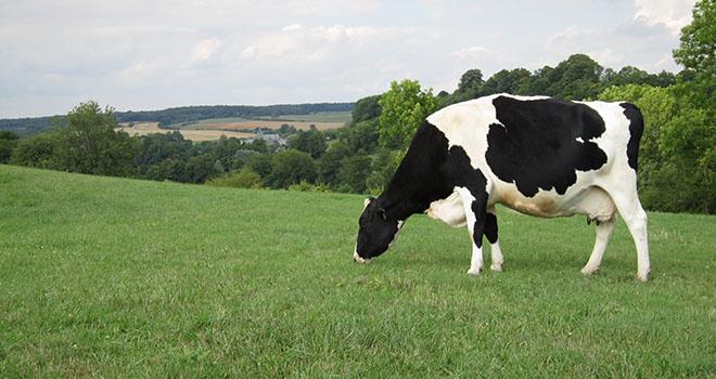 La BACA est importante les trois dernières semaines de tarissement, en prévention des fièvres de lait. Photo: DR