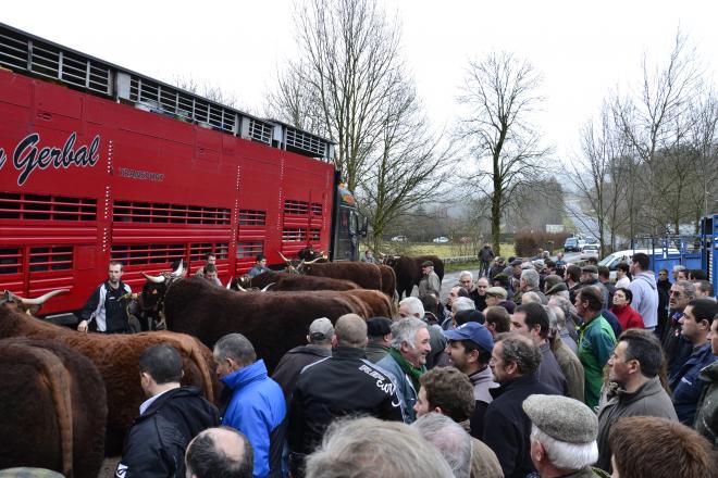 Une petite foule s'est rassemblée jeudi 20 février à 9h à Saint-Cernin (Cantal) à l'occasion du départ pour le Salon international de l'agriculture de dix vaches et taureaux salers.